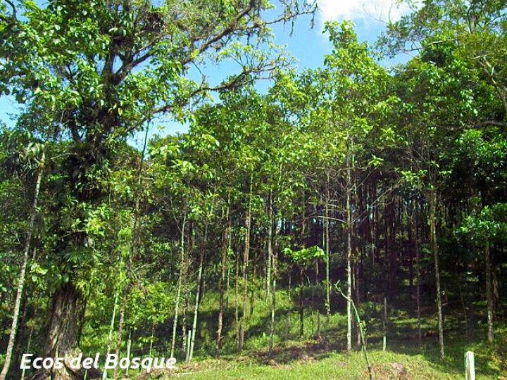 Hieronyma alchorneoides (Pilón)