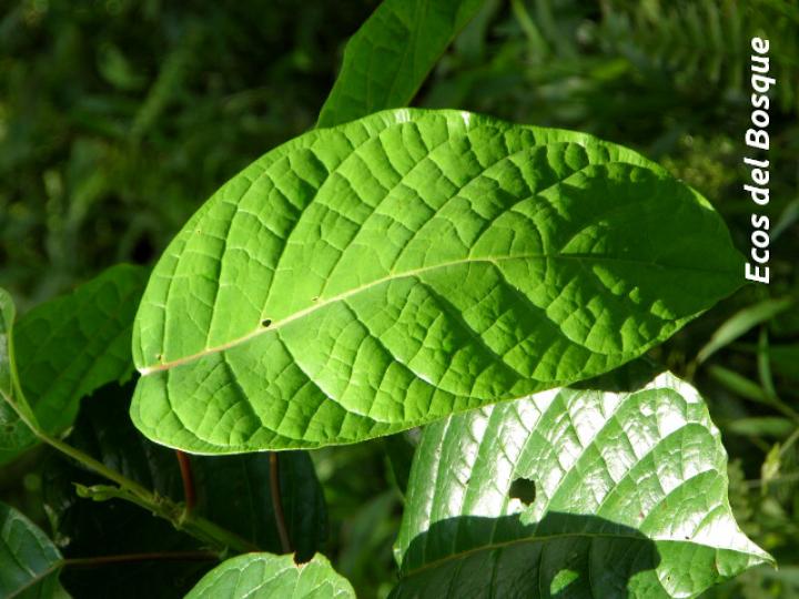 Hieronyma alchorneoides (Pilón)