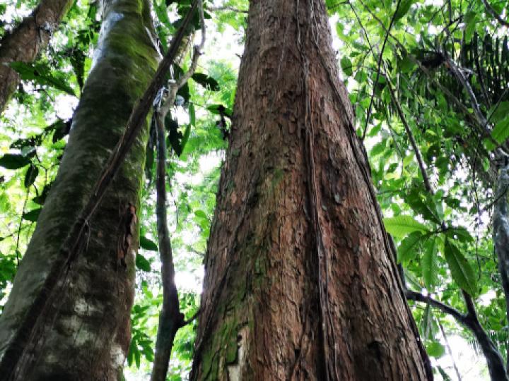 Hieronyma alchorneoides (Pilón)