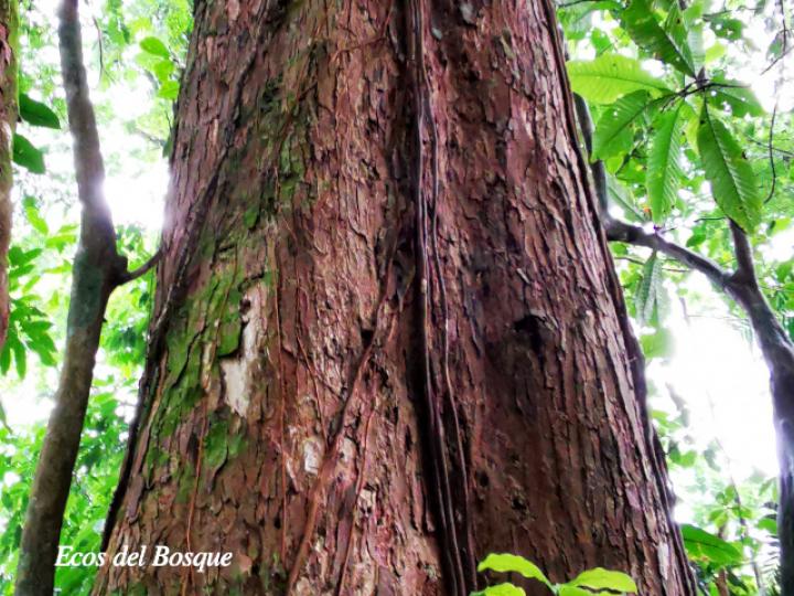 Hieronyma alchorneoides (Pilón)