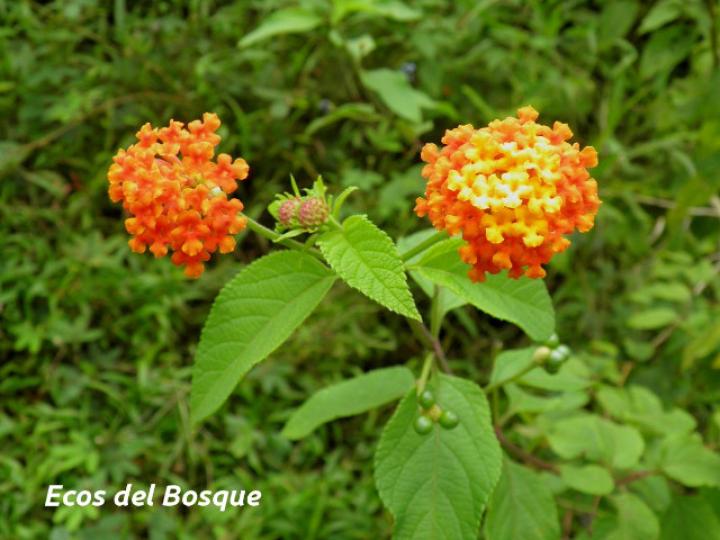 Lantana camara (Lantana, cinco negritos)