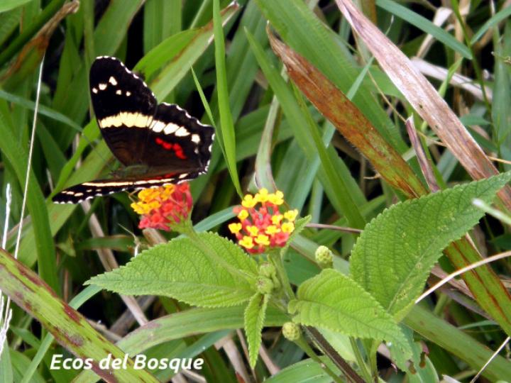 Lantana camara (Lantana, cinco negritos)