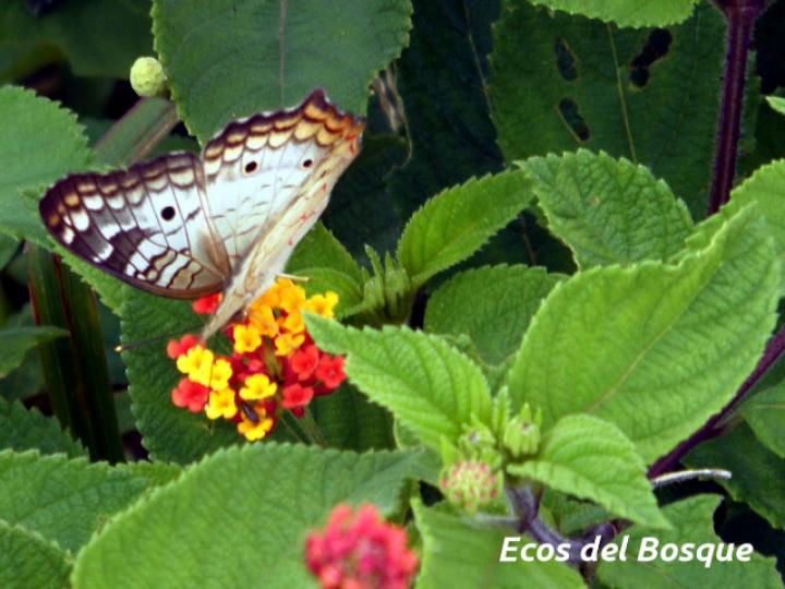 Lantana camara (Lantana, cinco negritos)