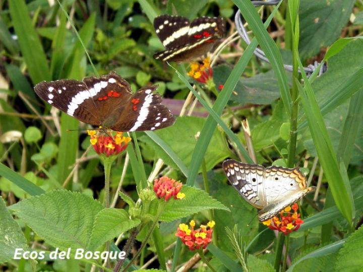 Lantana camara (Lantana, cinco negritos)