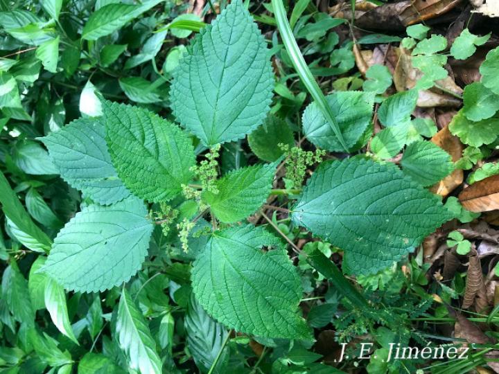 Laportea aestuans (Ortiga)