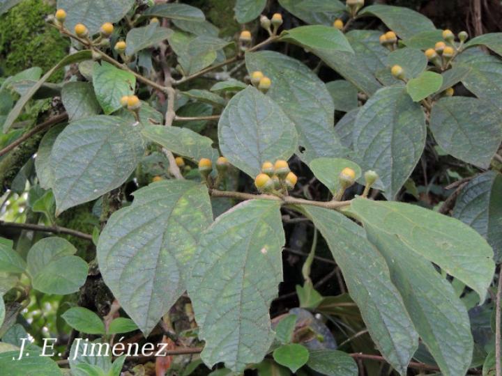 Lycianthes santaeclarae