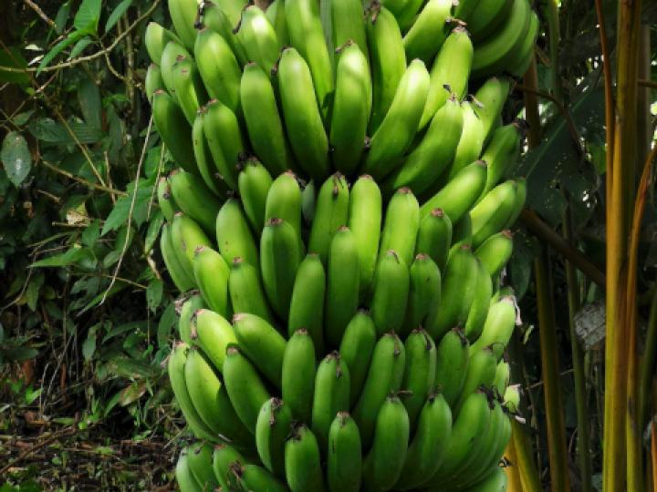 Musa x paradisiaca (Banano)