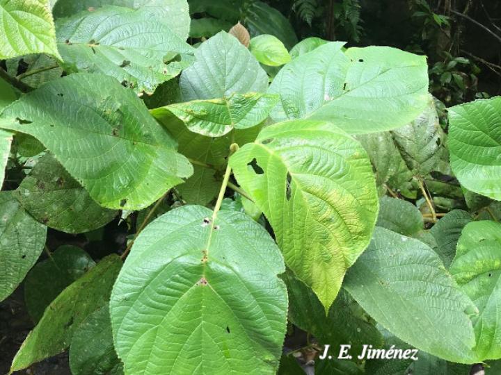 Myriocarpa longipes (Lija, guarumo macho)