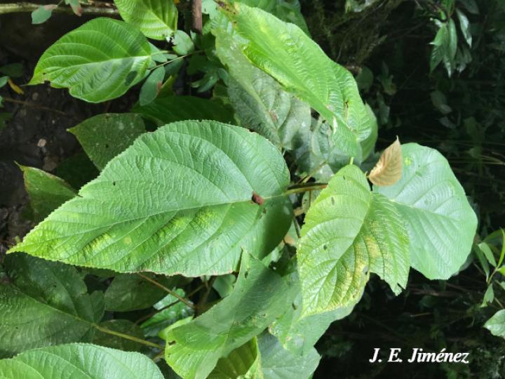 Myriocarpa longipes (Lija, guarumo macho)