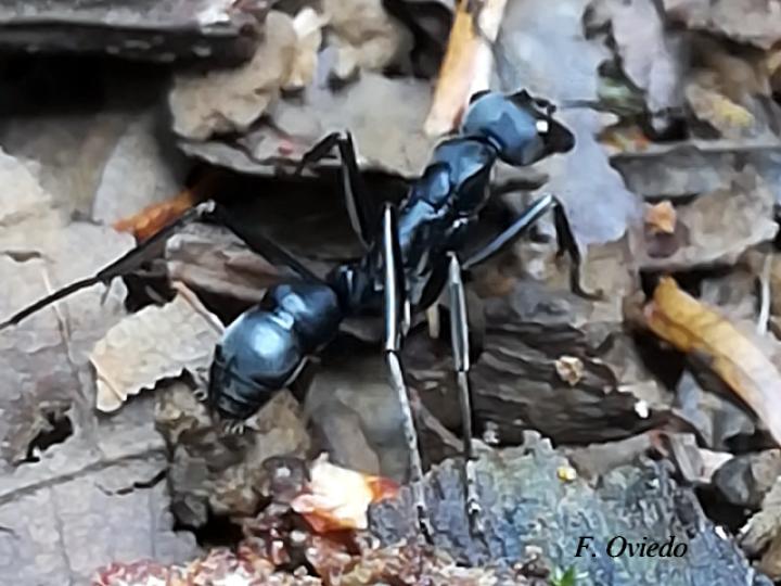 Neoponera apicalis