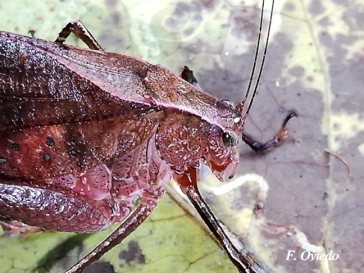 Orophus tesellatus (Saltamonte de hoja falsa)