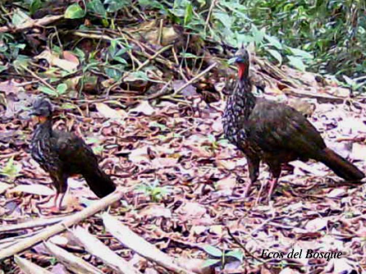 Penelope purpurascens juvenil