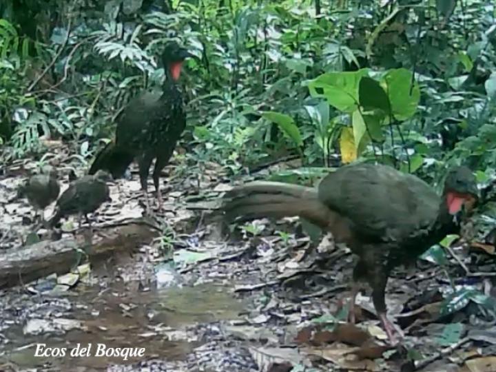 Penelope purpurascens con polluelos