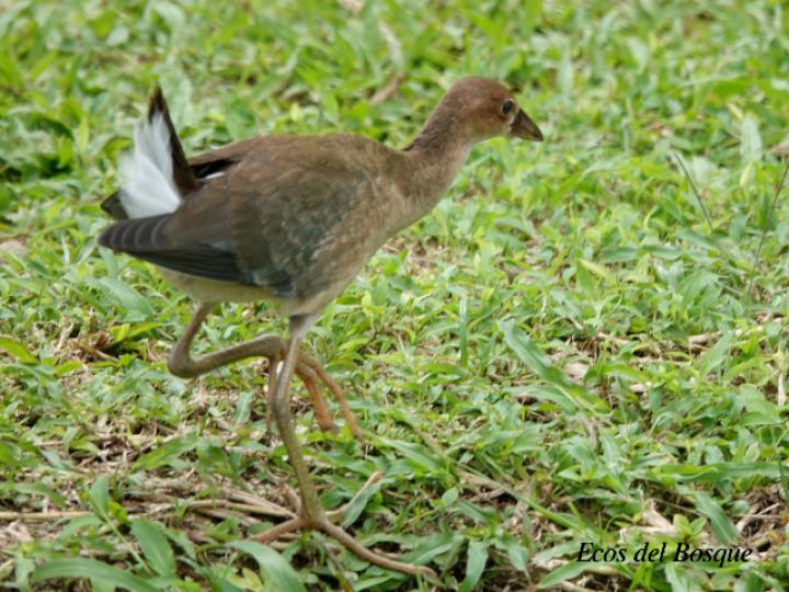 Porphyrio martinicus (Gallareta morada, Polla de agua)
