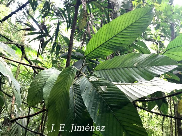 Pourouma minor (Lija, chumico)