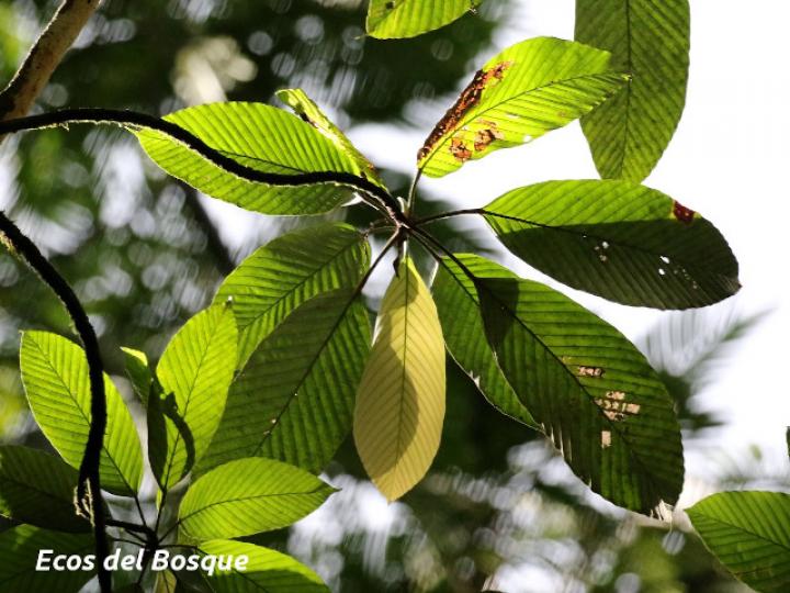 Pourouma minor (Lija, chumico)