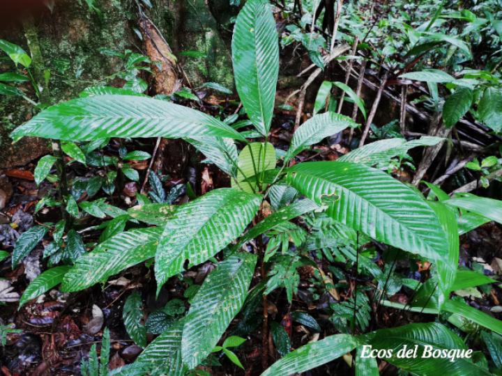 Pourouma minor (Lija, chumico)