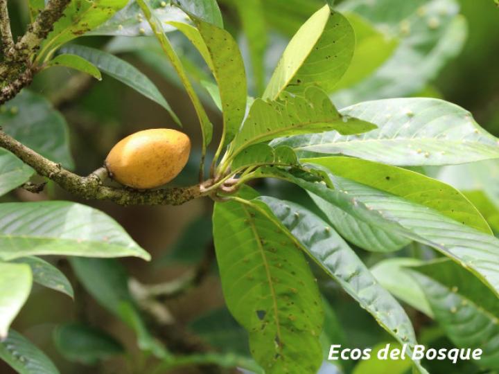 Pouteria campechiana (Canistel)