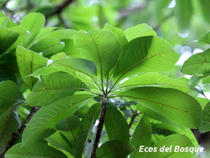 Pouteria campechiana (Canistel)