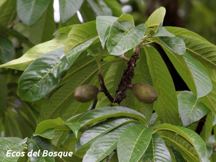 Pouteria campechiana (Canistel)
