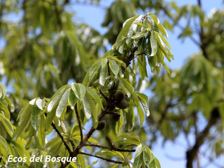 Pouteria campechiana (Canistel)