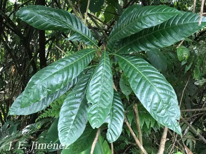 Pouteria campechiana (Canistel)