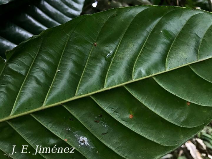 Pouteria campechiana (Canistel)