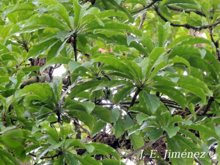 Pouteria congestifolia (Sapotillo)