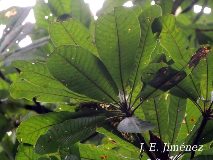 Pouteria congestifolia (Sapotillo)