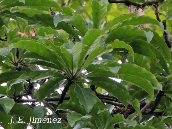 Pouteria congestifolia (Sapotillo)