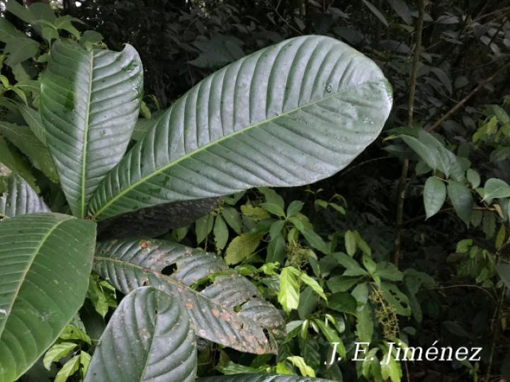 Pouteria glomerata (Sapotillo)