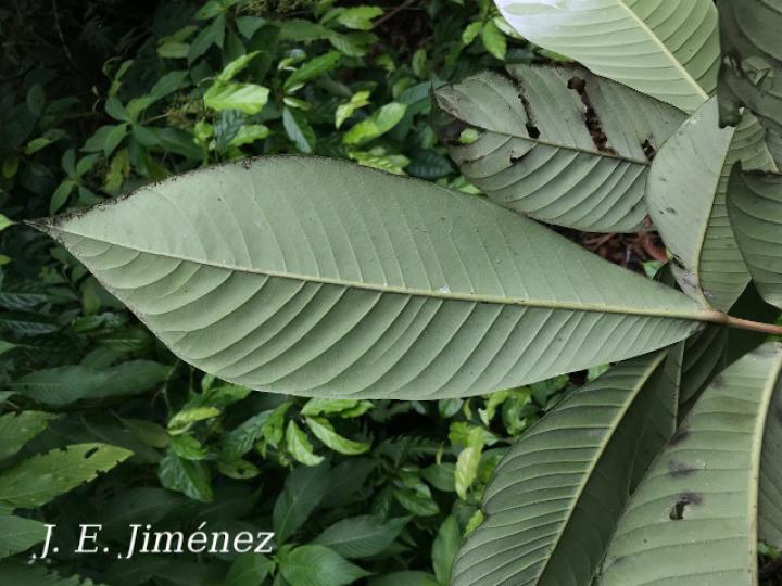 Pouteria glomerata (Sapotillo)