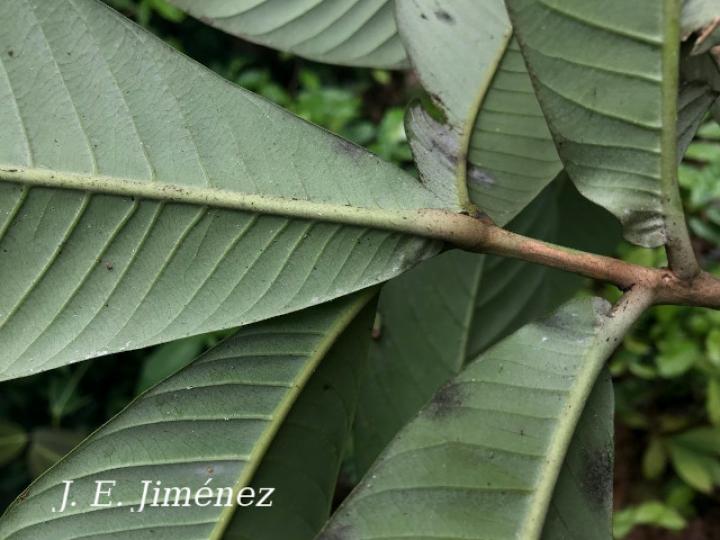 Pouteria glomerata (Sapotillo)