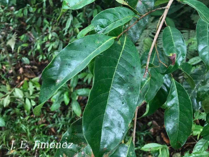 Pouteria juruana (Sapotillo)