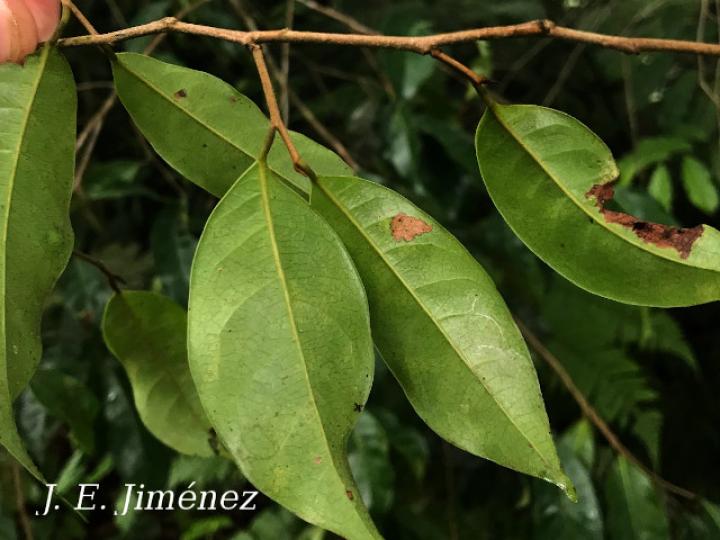 Pouteria juruana (Sapotillo)