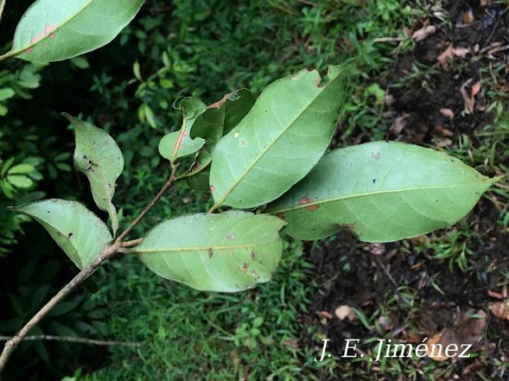 Pouteria juruana (Sapotillo)