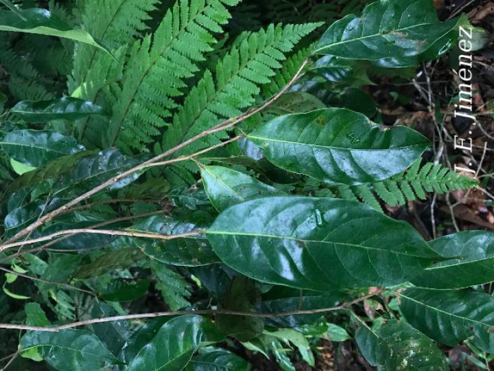 Pouteria juruana (Sapotillo)