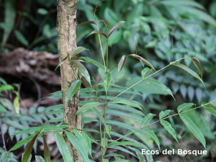 Qualea polychroma (Areno)