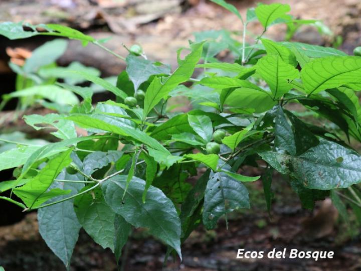 Rinorea deflexiflora