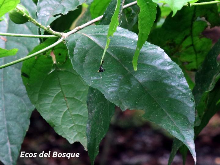 Rinorea deflexiflora