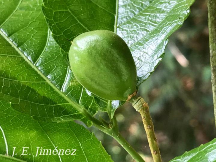 Rinorea deflexiflora