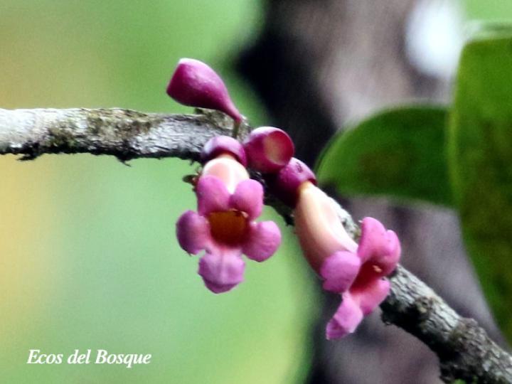 Schlegelia nicaraguensis