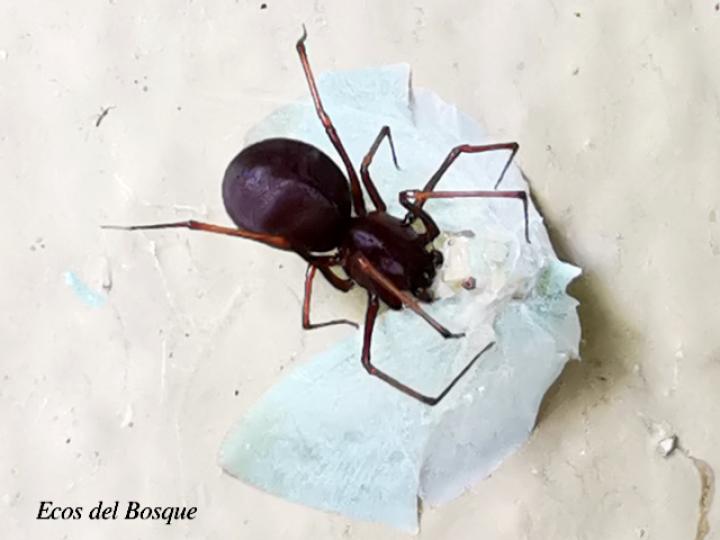 Scytodes fusca (Araña escupidora oscura)