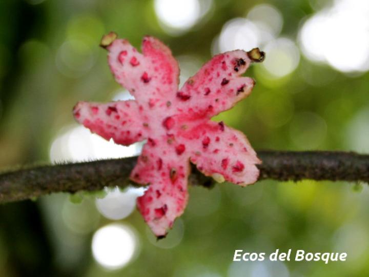 Siparuna grandiflora (Limoncillo)