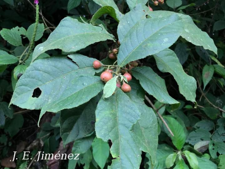 Siparuna gesnerioides (Limoncillo)