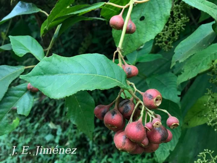 Siparuna gesnerioides (Limoncillo)