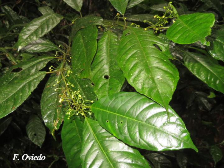 Siparuna thecaphora (Limoncillo)