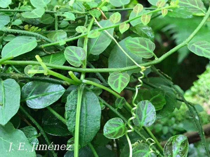 Solanum evolvulifolium