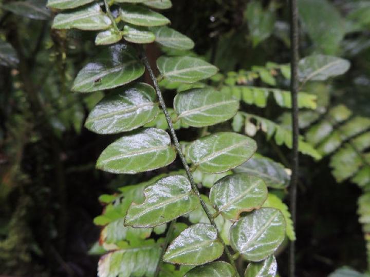 Solanum evolvulifolium