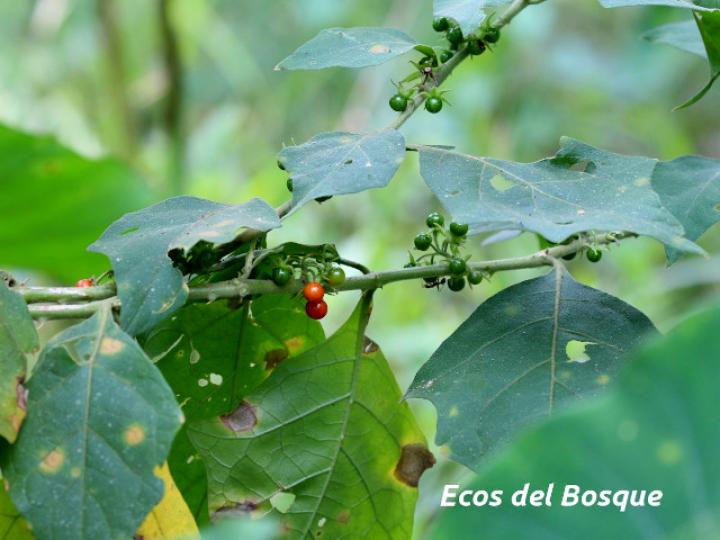 Solanum jamaicense